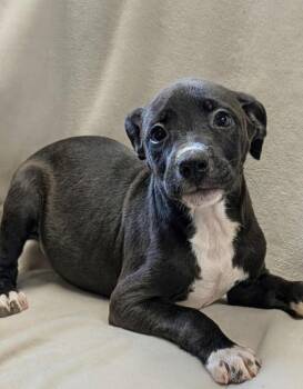 Jerry Lee -  Labrador Retriever Dog for Adoption in Horn Lake, Mississippi - Jerry Lee | PetCurious