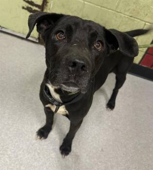 Labrador Retriever Dogs Available for Adoption in Indianapolis, Indiana - LADY | PetCurious