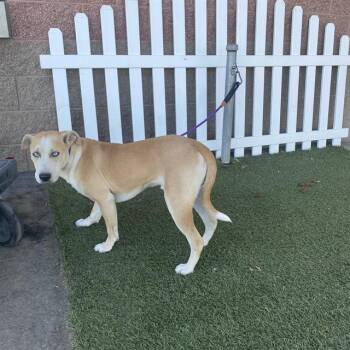 A614678 -  Siberian Husky and Chihuahua Dog for Adoption in Modesto, California - A614678 | PetCurious