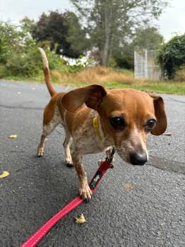 Rescue Chiweenie Dogs for Adoption in Coatesville, Pennsylvania - Rosita | PetCurious