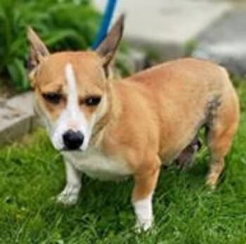 Mixed Breed Dogs Available for Adoption in Cincinnati, Ohio - Cagney | PetCurious