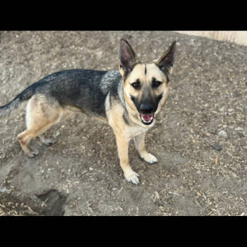 Rescue German Shepherd Dog Dogs for Adoption in Palm Springs, California - Spicy | PetCurious