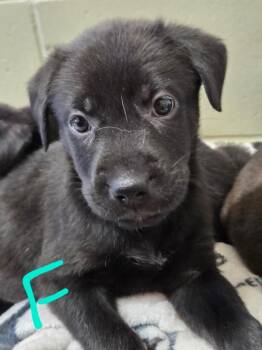 Mixed Breed and Labrador Retriever Dogs Available for Adoption in Crandon, Wisconsin - Ezra | PetCurious
