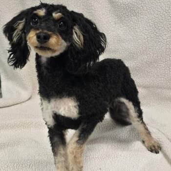 Morris -  Miniature Poodle Dog for Adoption in Waterloo, Iowa - Morris | PetCurious