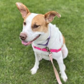 Mixed Breed Dogs Available for Adoption in Janesville, Wisconsin - Roxi | PetCurious