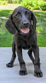 PUPPY PRINCESS CASSIE -  Labrador Retriever and Hound Dog for Adoption in Franklin, Tennessee - PUPPY PRINCESS CASSIE | PetCurious
