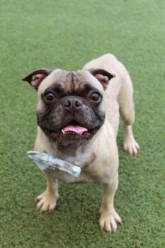 Pug and French Bulldog Dogs Available for Adoption in Gardena, California - Emperor | PetCurious
