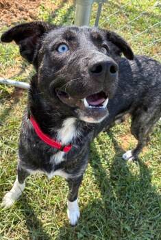 Rapunzel -  Husky and Mixed Breed Dog for Adoption in Blountville, Tennessee - Rapunzel | PetCurious