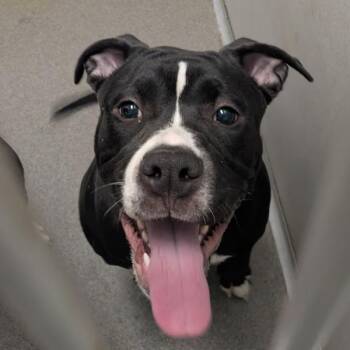 Terrier Dogs Available for Adoption in Des Moines, Iowa - Oscar | PetCurious