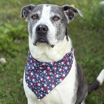 Skittles -  Mixed Breed Dog for Adoption in Enfield, New Hampshire - Skittles | PetCurious