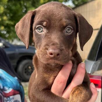 Deacon -  Mixed Breed Dog for Adoption in Binghamton, New York - Deacon | PetCurious