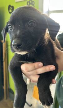 Rescue Coonhound Dogs for Adoption in Cleveland, Tennessee - Lambo | PetCurious