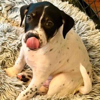 Freddie LH -  Cattle Dog and Plott Hound Dog for Adoption in Austin, Texas - Freddie LH | PetCurious