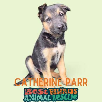 Catherine Parr -  Shepherd Dog for Adoption in Wasilla, Alaska - Catherine Parr | PetCurious