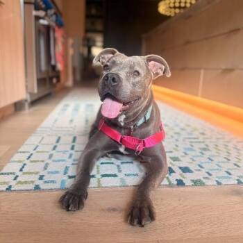 Pit Bull Terrier and American Staffordshire Terrier Dogs Available for Adoption in Friendswood, Texas - Cinder Ella Wiggle Bug Wonderful Water Girl | PetCurious