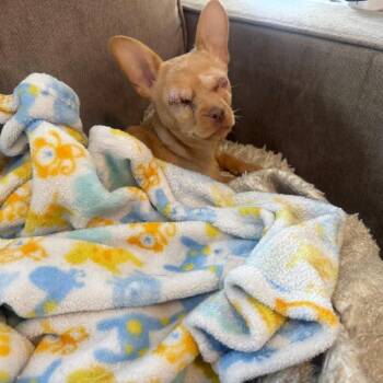 Chihuahua Dogs Available for Adoption - Stevie | PetCurious