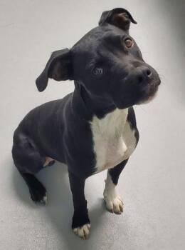 Jagger (7171) -  Pit Bull Terrier Dog for Adoption in Lake City, Michigan - Jagger (7171) | PetCurious