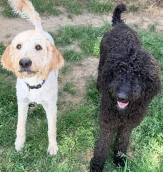 Labrador Retriever and Mixed Breed Dogs Available for Adoption in Bowling Green, Kentucky - Lucy (bonded W/ Luca) | PetCurious
