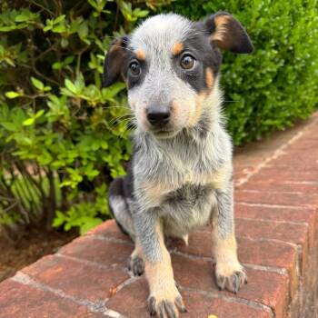 Mixed Breed Dogs Available for Adoption in Brownsboro, Alabama - Sunflower | PetCurious