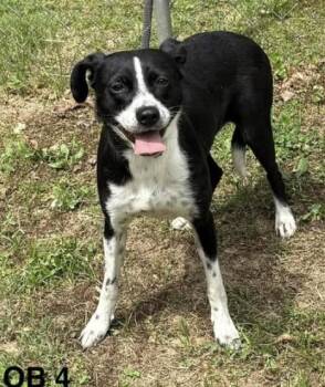 Border Collie and Terrier Dogs Available for Adoption in New York, New York - Raven Run  *foster Needed* | PetCurious