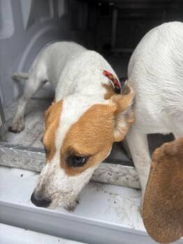 Treeing Walker Coonhound and Mixed Breed Dogs Available for Adoption - Emma | PetCurious