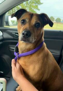 CeeCee (at PetSuites) -  Terrier and Mixed Breed Dog for Adoption in Fishers, Indiana - CeeCee (at PetSuites) | PetCurious