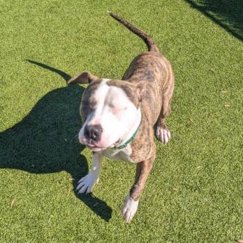 Pit Bull Terrier Dogs Available for Adoption in Greensboro, North Carolina - Coppertone | PetCurious