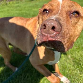 Nash -  Mixed Breed Dog for Adoption in Walker, Michigan - Nash | PetCurious