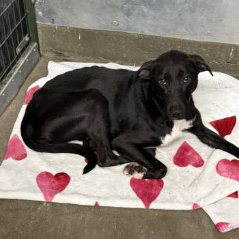 Dexter -  Black Labrador Retriever Dog for Adoption in Carlin, Nevada - Dexter | PetCurious
