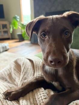 LANDON -  Shepherd Dog for Adoption in Broomfield, Colorado - LANDON | PetCurious