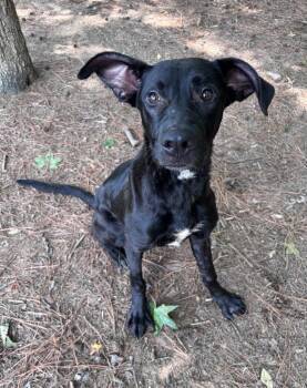 Pluto -  Labrador Retriever Dog for Adoption in Little Rock, Arkansas - Pluto | PetCurious