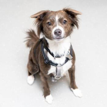 Terrier Dogs Available for Adoption in New York, New York - Alabaster Snowball | PetCurious