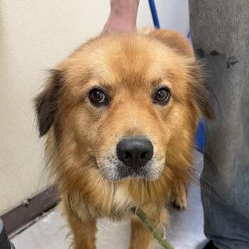 Chowder -  Chow Chow and Mixed Breed Dog for Adoption in Palestine, Texas - Chowder | PetCurious