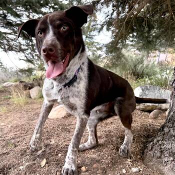 Mixed Breed Dogs Available for Adoption in Park City, Utah - Mikey | PetCurious
