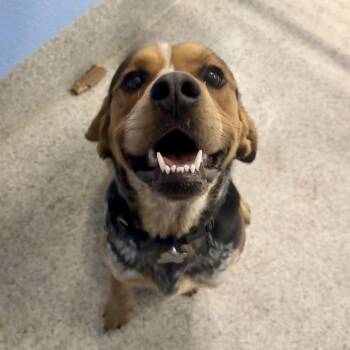 Hound Dogs Available for Adoption - Frank Owen | PetCurious