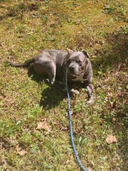 FtA King -  Staffordshire Bull Terrier Dog for Adoption in Newnan, Georgia - FtA King | PetCurious