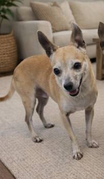 Chihuahua Dogs Available for Adoption in Tifton, Georgia - Larry | PetCurious