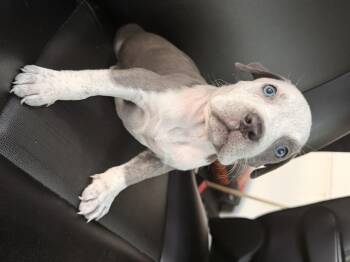 Zero -  Pit Bull Terrier Dog for Adoption in Semmes, Alabama - Zero | PetCurious