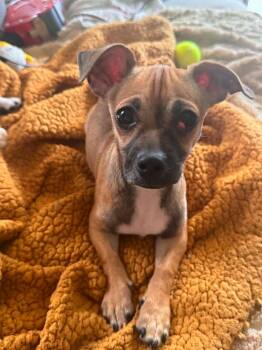 Paxton -  Chihuahua Dog for Adoption in Mesa, Arizona - Paxton | PetCurious