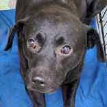Rescue Labrador Retriever Dogs for Adoption in Portsmouth, Ohio - Marshall | PetCurious