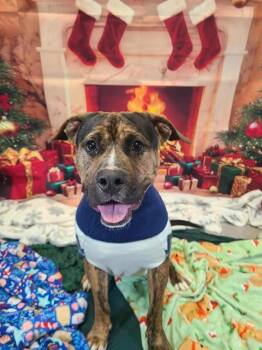 BRAD -  Pit Bull Terrier and Mixed Breed Dog for Adoption in Indianapolis, Indiana - BRAD | PetCurious