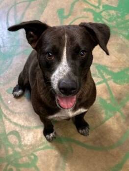 Rescue Australian Cattle Dog Blue Heeler Dogs for Adoption in Brookhaven, Mississippi - Drifter 25 | PetCurious