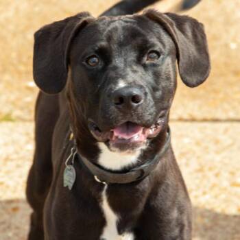 DRACO -  Labrador Retriever and Beagle Dog for Adoption in St. Louis, Missouri - DRACO | PetCurious