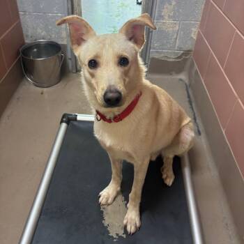 Oliver -  Labrador Retriever and Mixed Breed Dog for Adoption - Oliver | PetCurious