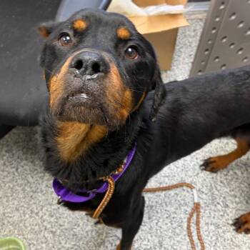 Ace -  Mixed Breed Dog for Adoption in Mentor, Ohio - Ace | PetCurious