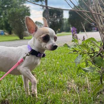Butter Bean -  Chihuahua Dog for Adoption in York, Pennsylvania - Butter Bean | PetCurious