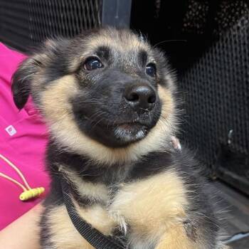 Chucky -  German Shepherd Dog Dog for Adoption in Gadsden, Alabama - Chucky | PetCurious