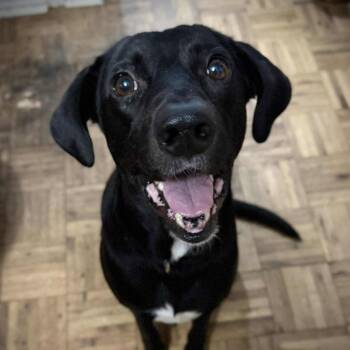 Rescue Black Labrador Retriever Dogs for Adoption in Seguin, Texas - Norm | PetCurious
