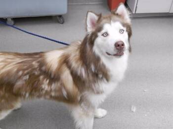 PRISMO -  Husky and Mixed Breed Dog Available for Adoption in Omaha, Nebraska - PRISMO | PetCurious