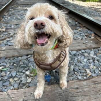Rescue Cocker Spaniel Dogs for Adoption in Tyrone, Georgia - Marley 10-3015 | PetCurious